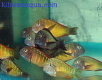 Tropheus