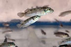 Lamprologus meleagris