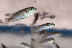 'Lamprologus' meleagris