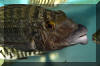 Lobochilotes labiatus.