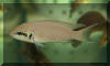 Neolamprologus brichardi "Kipili".