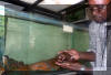 Petrochromis sp. red.