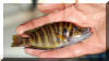 Altolamprologus compressiceps.