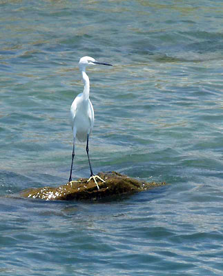 Ardea alba bird of lake Tanganyika at Gombe stream national park.