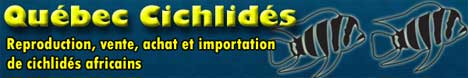 Qubec cichlids