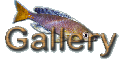 Pics gallery of cichlids and other fishes of lake Tanganyika.