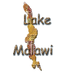 Lake Malawi cichlids gallery.