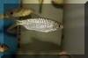 Brycinus imberi (non cichlid).