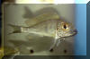 Callochromis macrops "Mtosi".