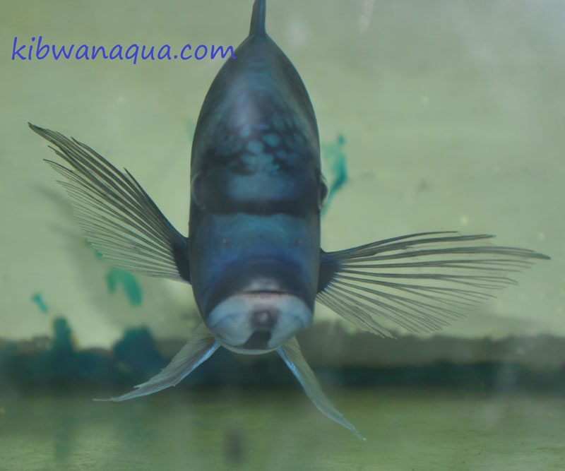 cyphotilapia gibberosa kapampa