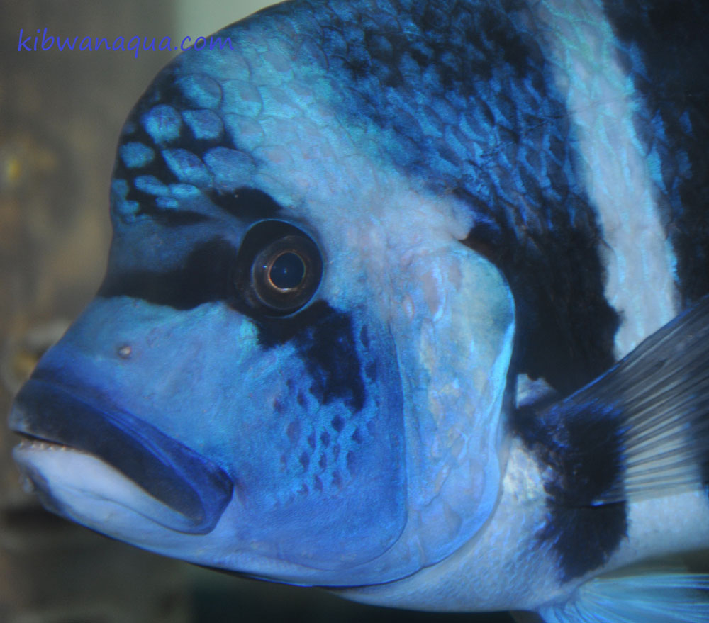 Cyphotilapia gibberosa