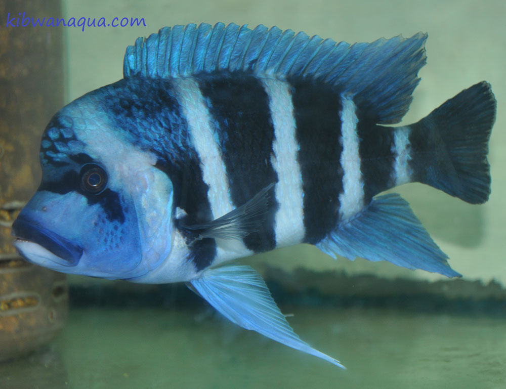 Cyphotilapia Kapampa