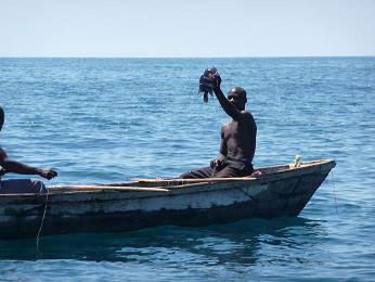 Fishermen catching Cyphotilapia gibberosa at Mpimbwe area.