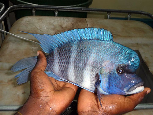 Cyphotilapia gibberosa "Mpimbwe".