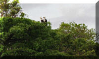 Pair of Haliaeetus on the tanzanian shore of lake Tanganyika at the gombe national park.