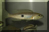 Lepidiolamprologus attenuatus.