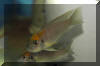 Neolamprologus calliurus "Mpimbwe".
