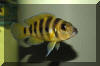 Neolamprologus sexfasciatus.