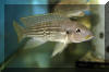 Neolamprologus tetracanthus.