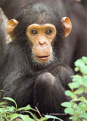 Pan Troglodytes at gombe stream national park.