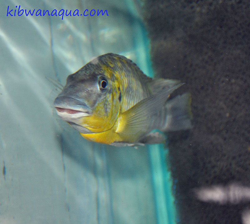 Petrochromis polyodon Mtoto.