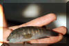 Spathodus erythrodon.