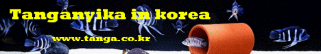 Tanganyikan Cichlids in Korea.