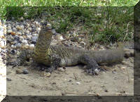 Varanus niloticus at Gombe National Park.
