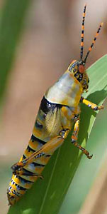 Monocerus elegans bug of the shore of lake Tanganyika at gombe stream national park.